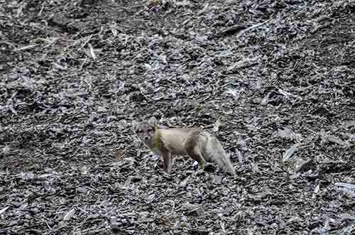 Zorro Ártico - islas Svalbard - Noruega 1.jpg